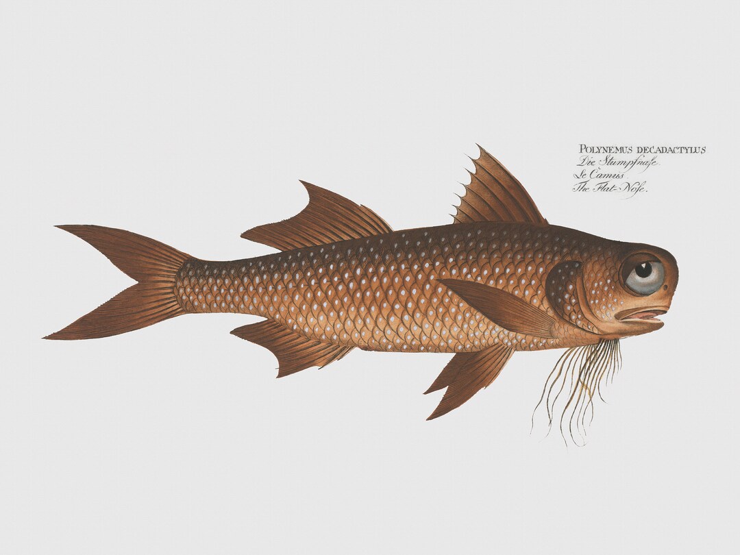 Fish Wall Art - the Flat-nose - Fish Fine Art Prints - Framed Art