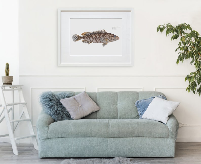 Fish Wall Art Print The Merra-Fish Art Epinephelus Merra image 7