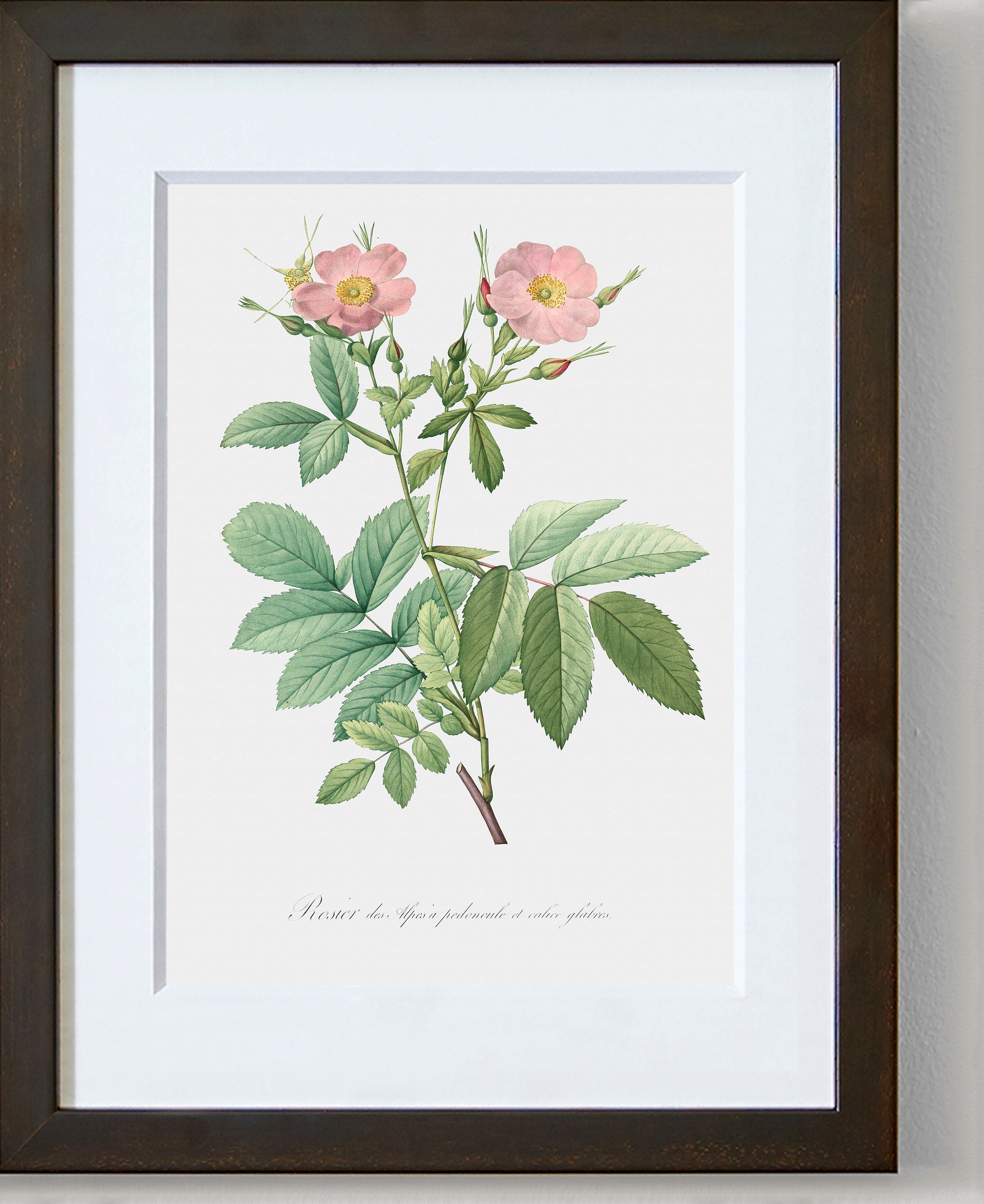 Rose Art Print - Floral Art - Pink Alpine Rose - Rosa Alpina