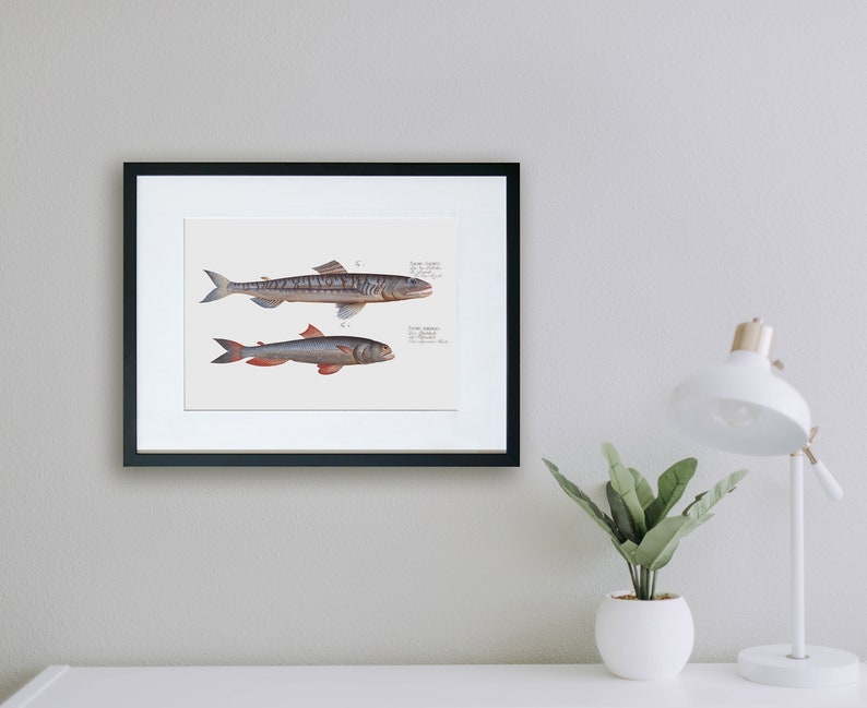 Fish Wall Art 1. Salmo Saurus 2. Salmo Foetens Fish Artwork image 6