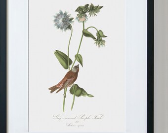 Framed Bird Wall Art, Bird Canvas Wall Art, Bird Artwork, Gray