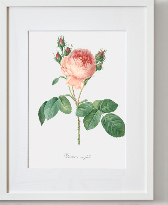 Rose Art Print - Floral Art - Hundred Leaves Rose - Rosa