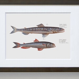 Fish Wall Art 1. Salmo Saurus 2. Salmo Foetens Fish Artwork image 4