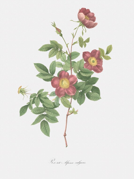 Rose Art Print - Floral Art - Common Alpine Rose Garden - Rosa