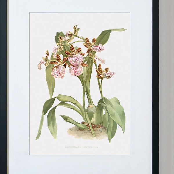 Orchid Wall Decor, Orchid Art Print, Orchid Flower Print, Floral Canvas Art, Zygopetalum Intermedium
