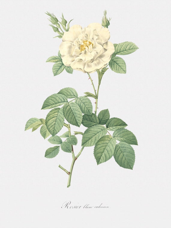 Rose Art Print - Floral Art - Ordinary White Rose - Rosa Alba