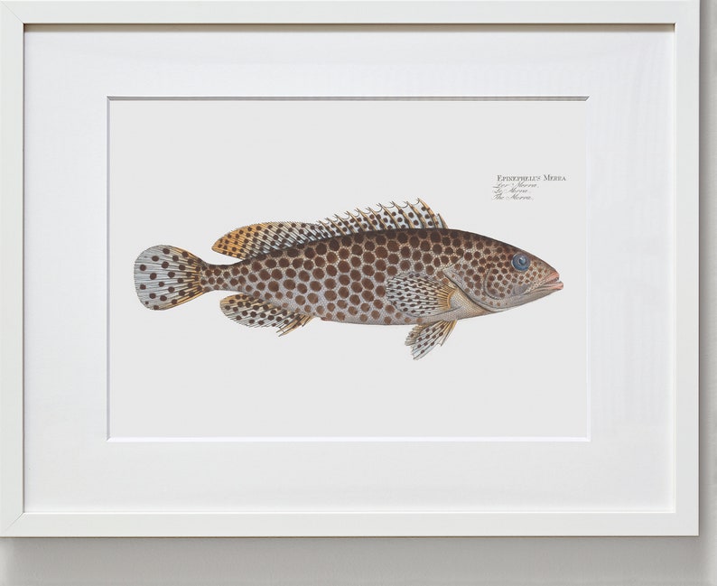 Fish Wall Art Print The Merra-Fish Art Epinephelus Merra image 2