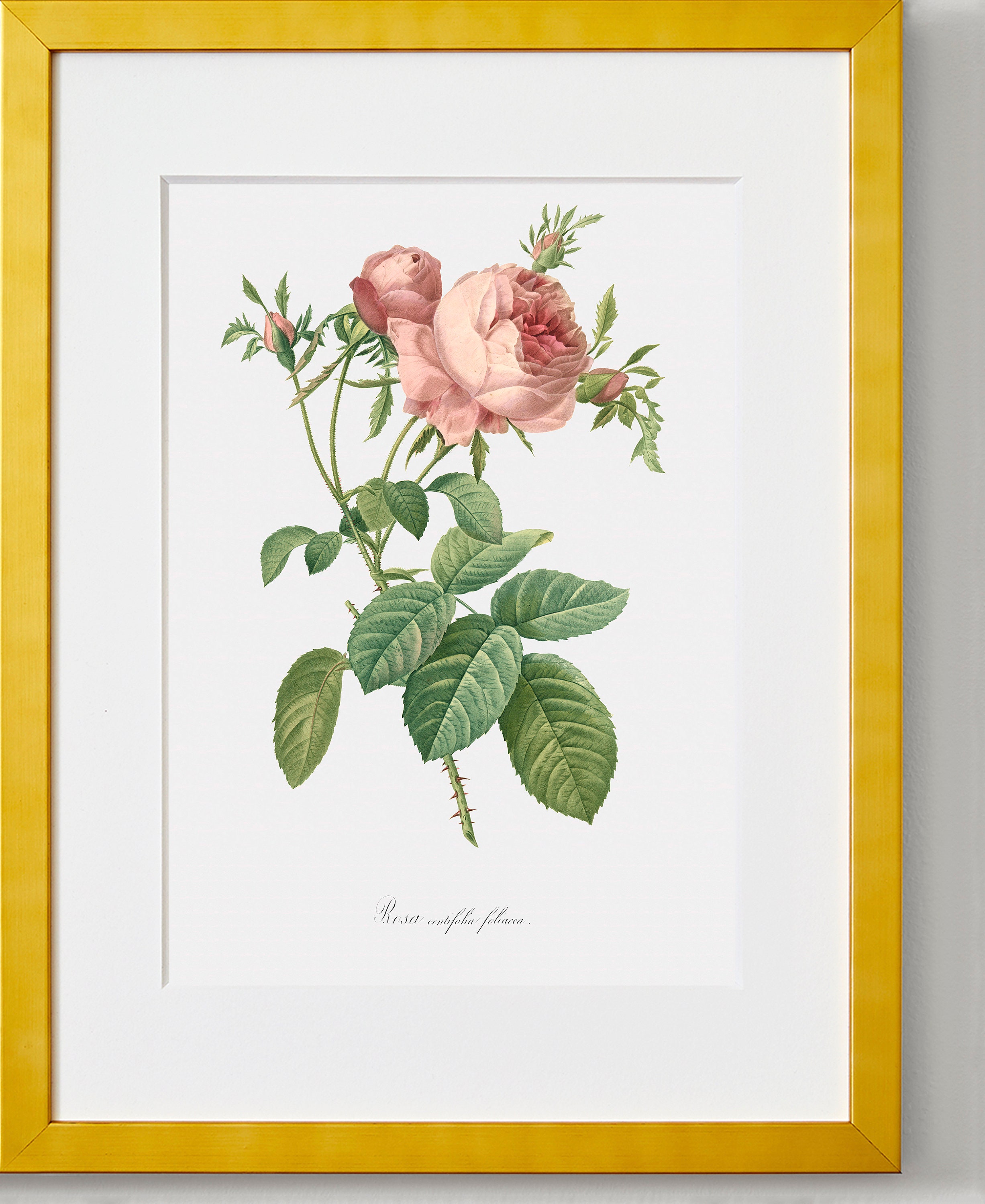 Rose Art Print - Floral Art - Leafy Cabbage Rose - Rosa Centifolia