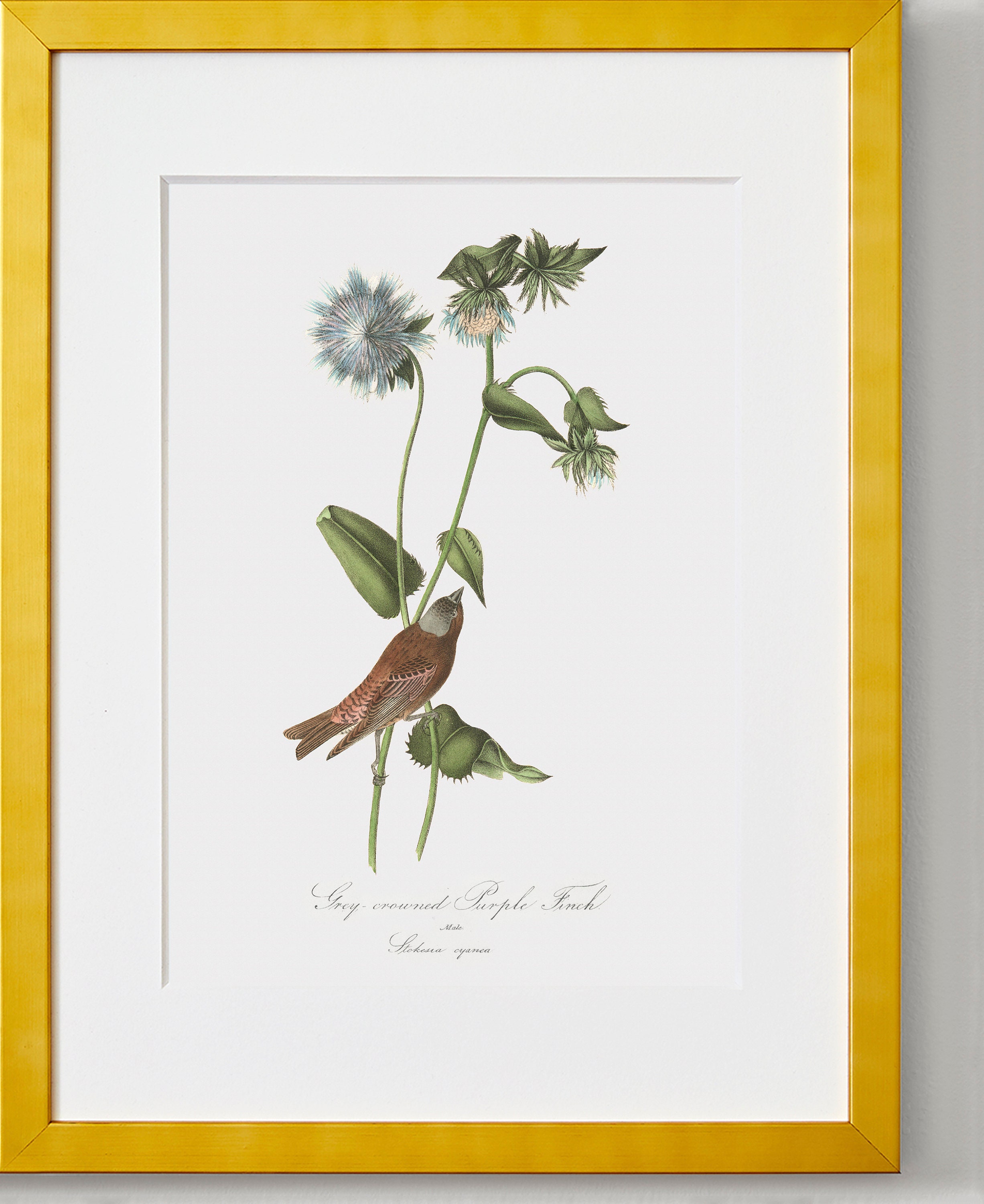 Framed Bird Wall Art, Bird Canvas Wall Art, Bird Artwork, Gray