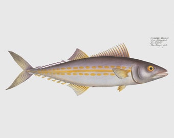 Fish Wall Art Print - Scomber Regalis - The King's Fish Framed Art