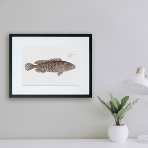 Fish Wall Art Print The Merra-Fish Art Epinephelus Merra image 6