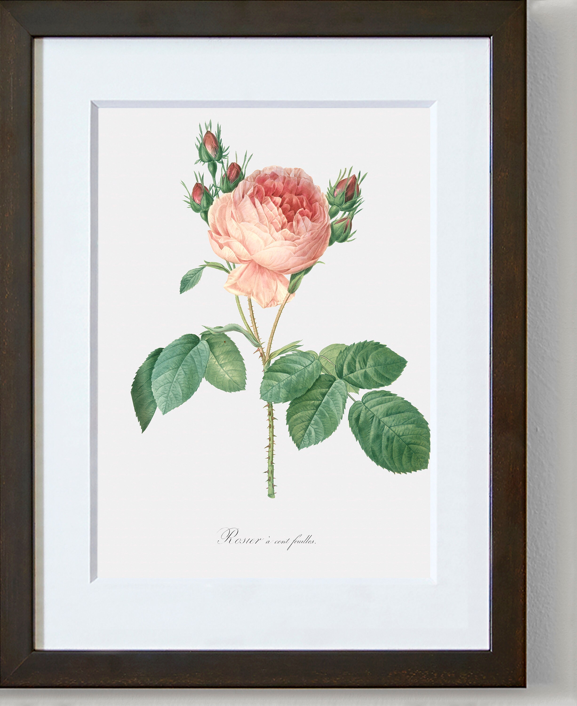 「Rosa centifolia」ボタニカルアート Rosa Centifolia Botanical Illustrations Color Palette Notebook