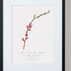 Arte Floral, Pared Floral Colgante, Arte de pared floral rosa, Arte Floral, Flor Flor Print
