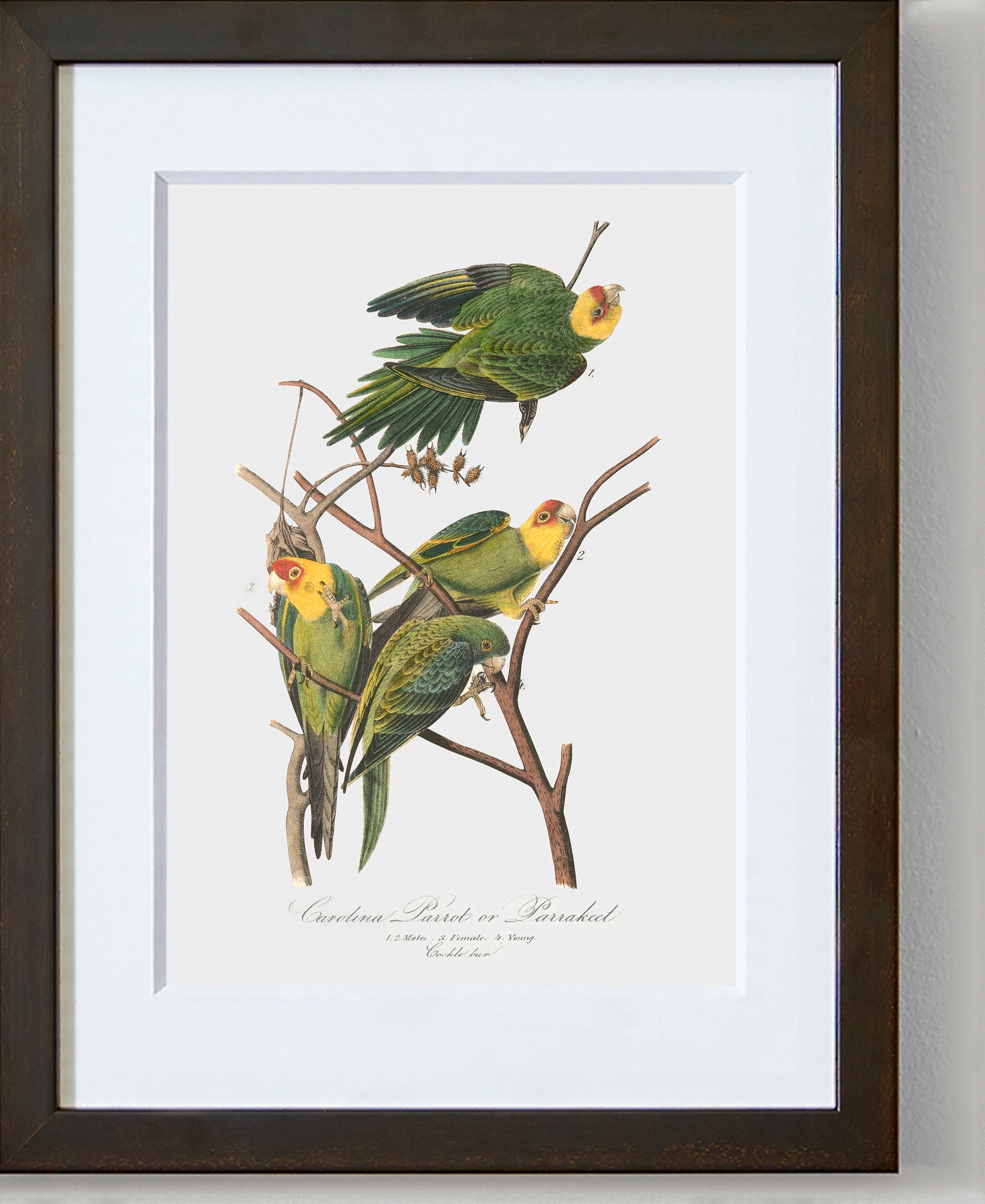 Bird Wall Art Print Framed Bird Wall Art Cute Bird Art Etsy