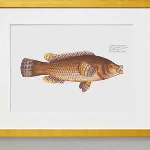 Fish Wall Art The Maculated Wrasse-Fish Wall Decor Labrus Maculatus image 5