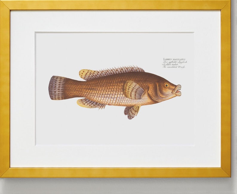 Fish Wall Art The Maculated Wrasse-Fish Wall Decor Labrus Maculatus image 5