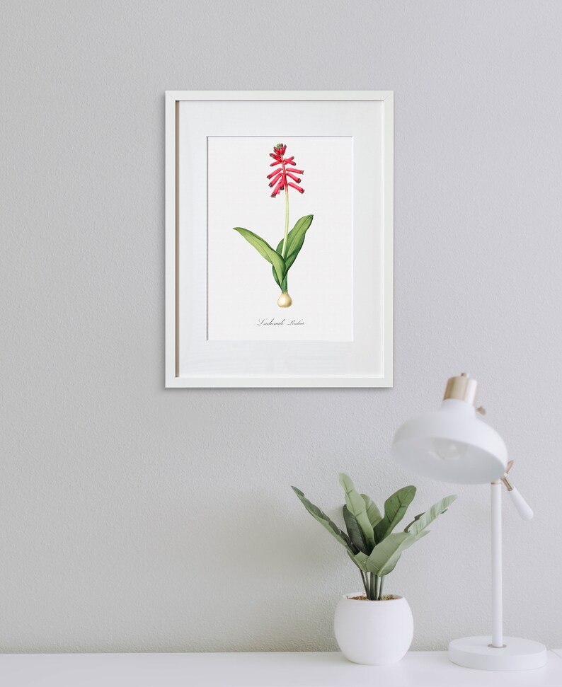 Floral Art Flower Painting Flower Print Pendulous Lachenalia Botanical Fine Art Print