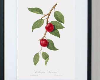 Kitchen Wall Decor, Cherry Home Decor, Fruit Wall Decor Kitchen,Cherry Plum Wall Decor For Dinning Room, Ciliegia Susina