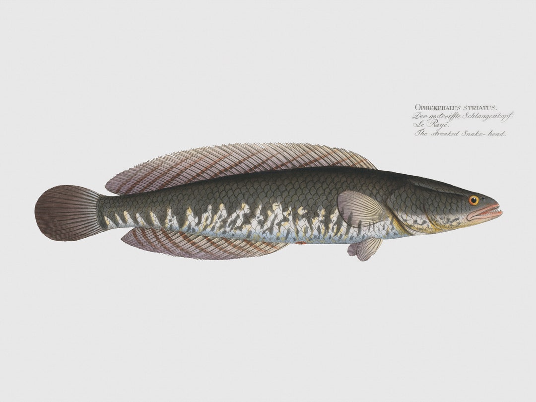 Fish Wall Art the Streaked Snakeheadfish Art Ophicephalus Striatus Etsy