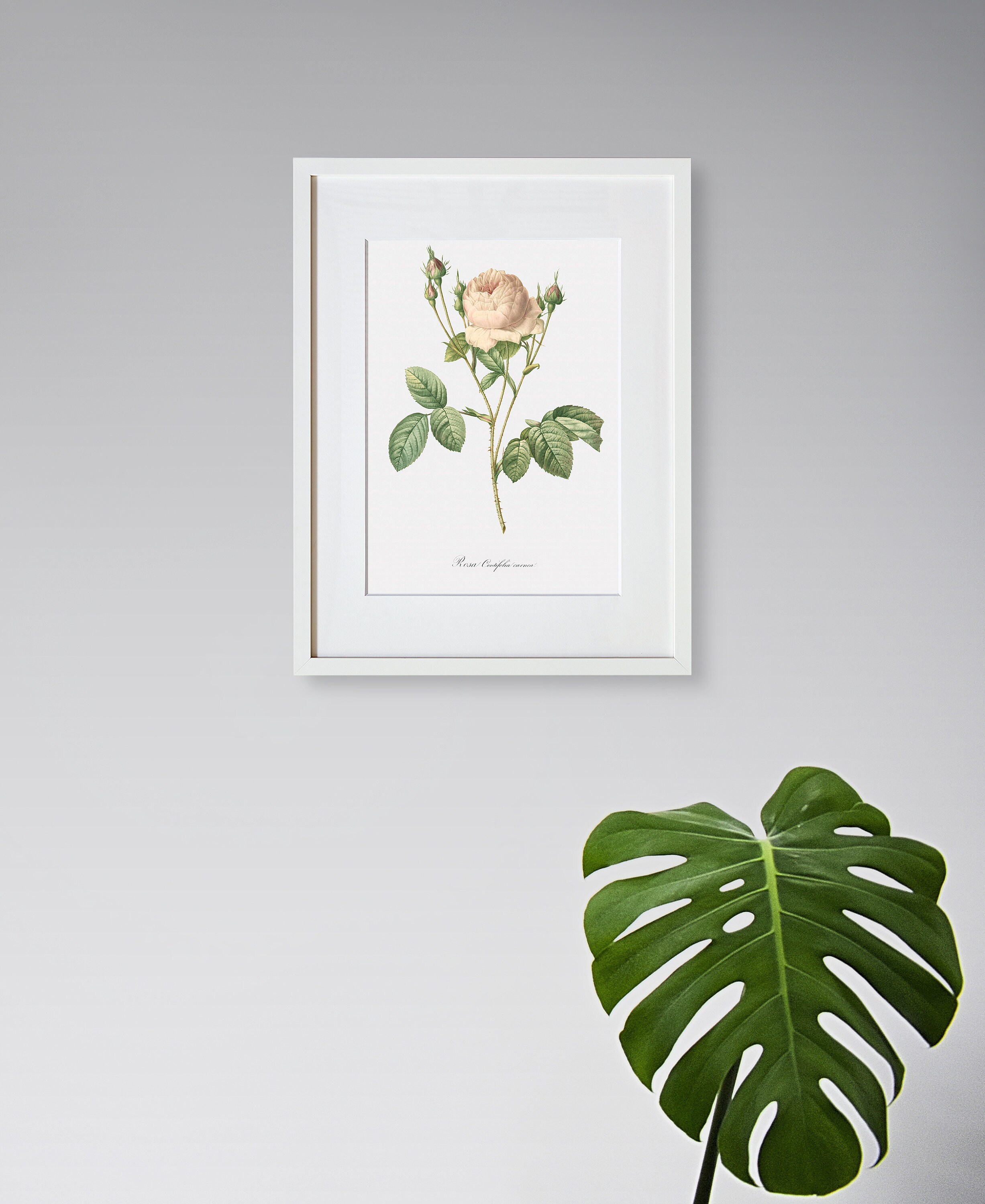 Rose Art Print - Floral Art - Pink Rose - Rosa Centifolia Carnea