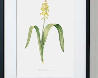 Orchid Flower Print, Orchid Art Print, Exotic Flower Print, Flower Painting, Botanical Fine Art Print
