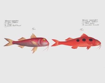 Fish Wall Art - 1. Mullus Maculatus 2. Mullus Barbatus - Fish Artwork