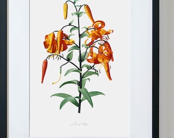 floral artwork, Floral Paintings On Canvas, Floral Wall Art Sets, Tiger Lily - Botanical Fine Art Print