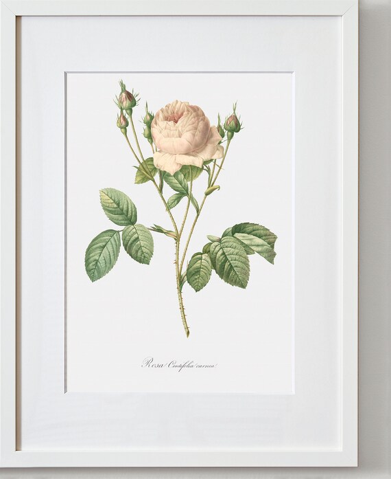 Rose Art Print - Floral Art - Pink Rose - Rosa Centifolia Carnea