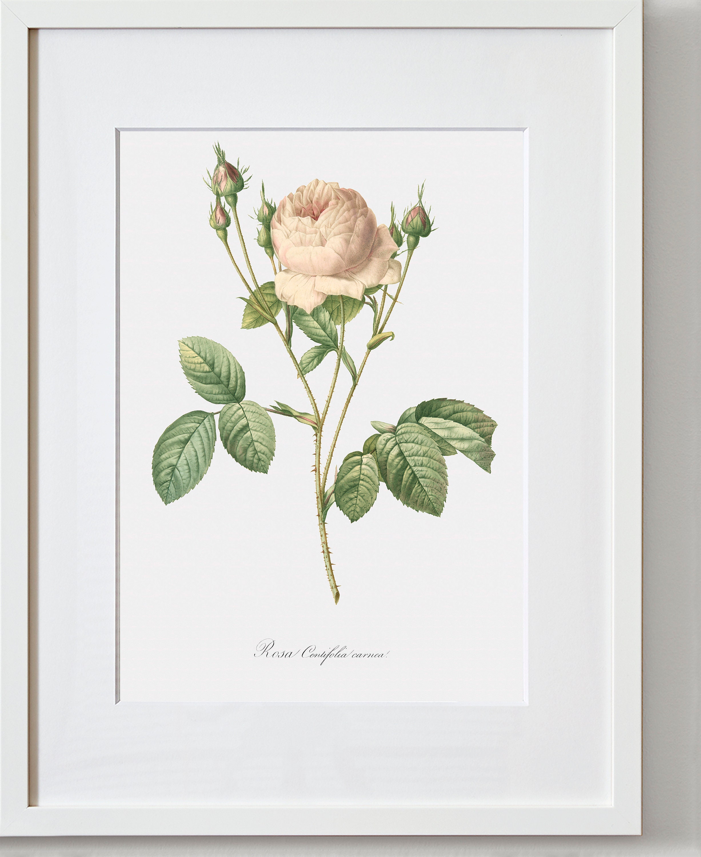 Rose Art Print - Floral Art - Pink Rose - Rosa Centifolia Carnea