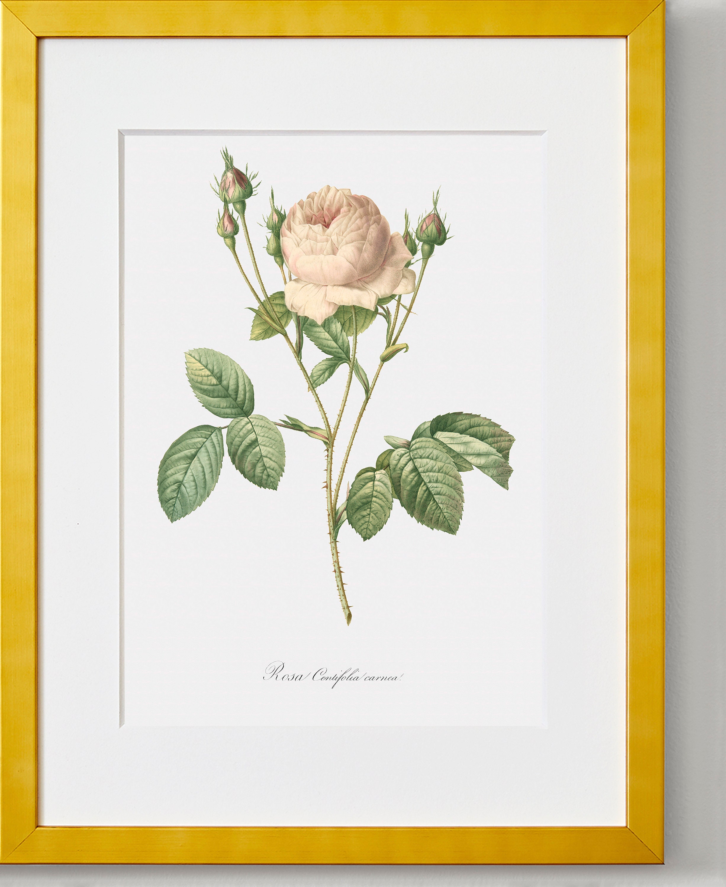 「Rosa centifolia」ボタニカルアート Rose Art Print - Floral Art - Pink Rose - Rosa Centifolia Carnea