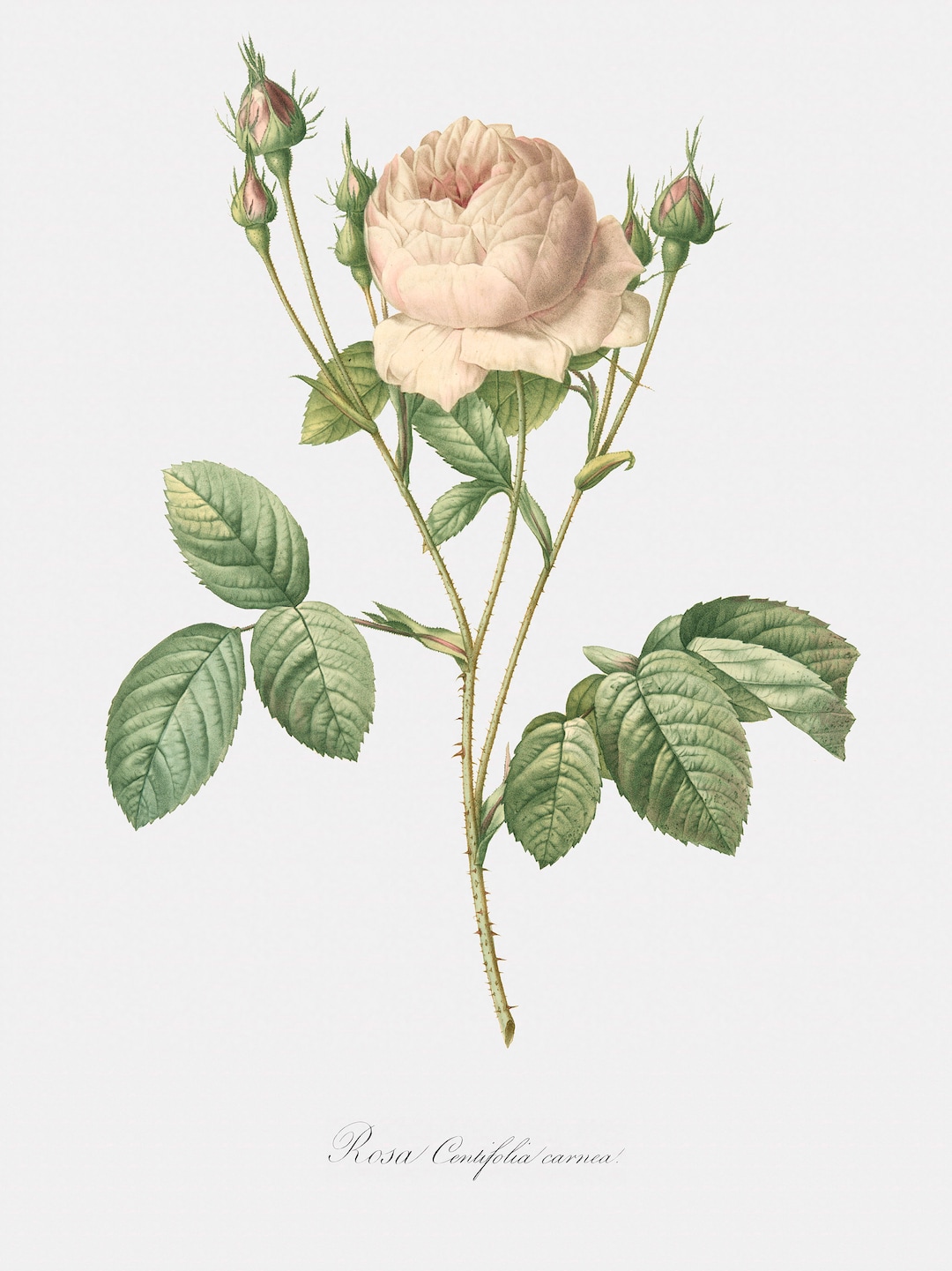 Rose Art Print - Floral Art - Pink Rose - Rosa Centifolia Carnea