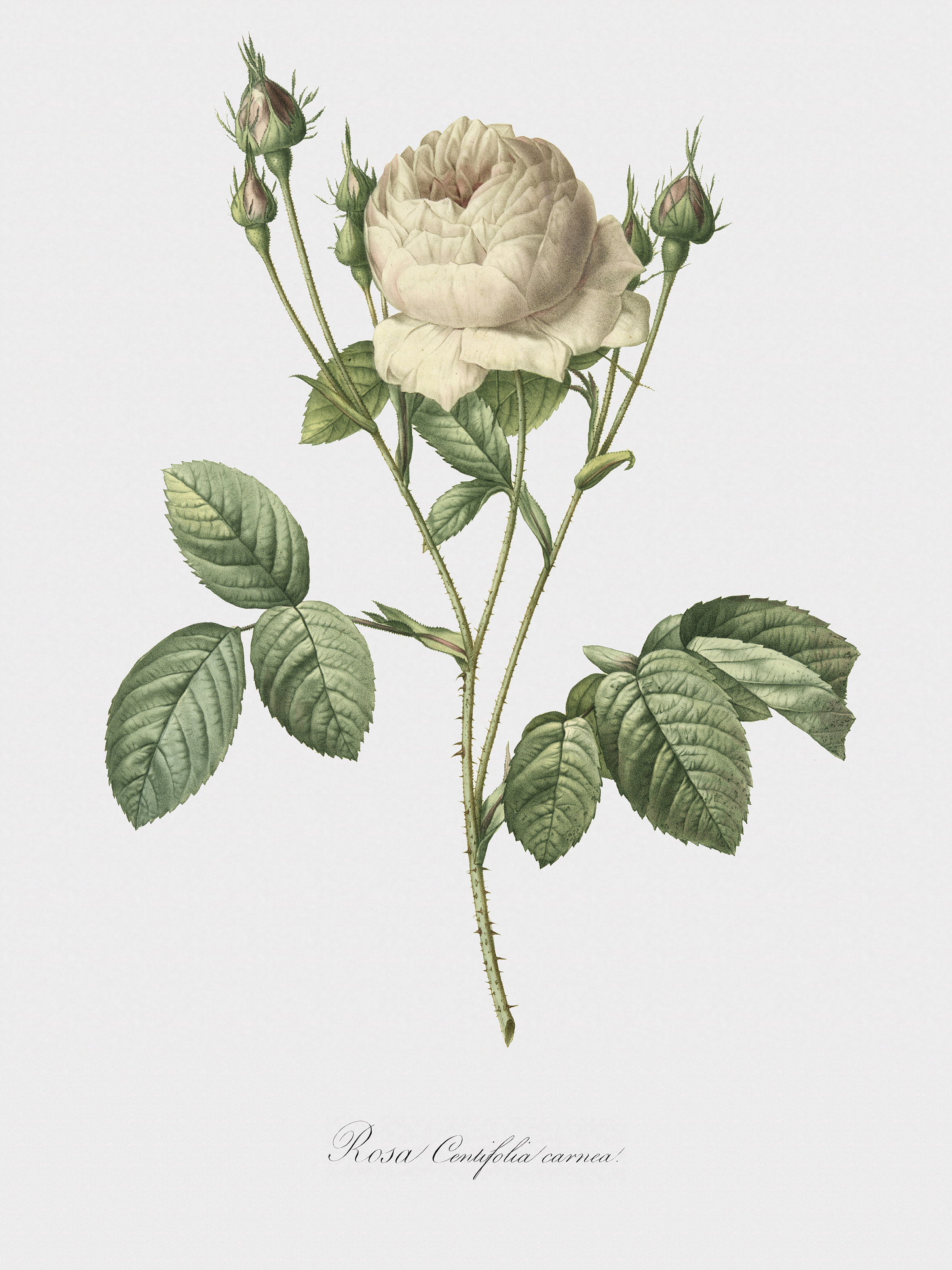 Rose Art Print - Floral Art - Pink Rose - Rosa Centifolia Carnea