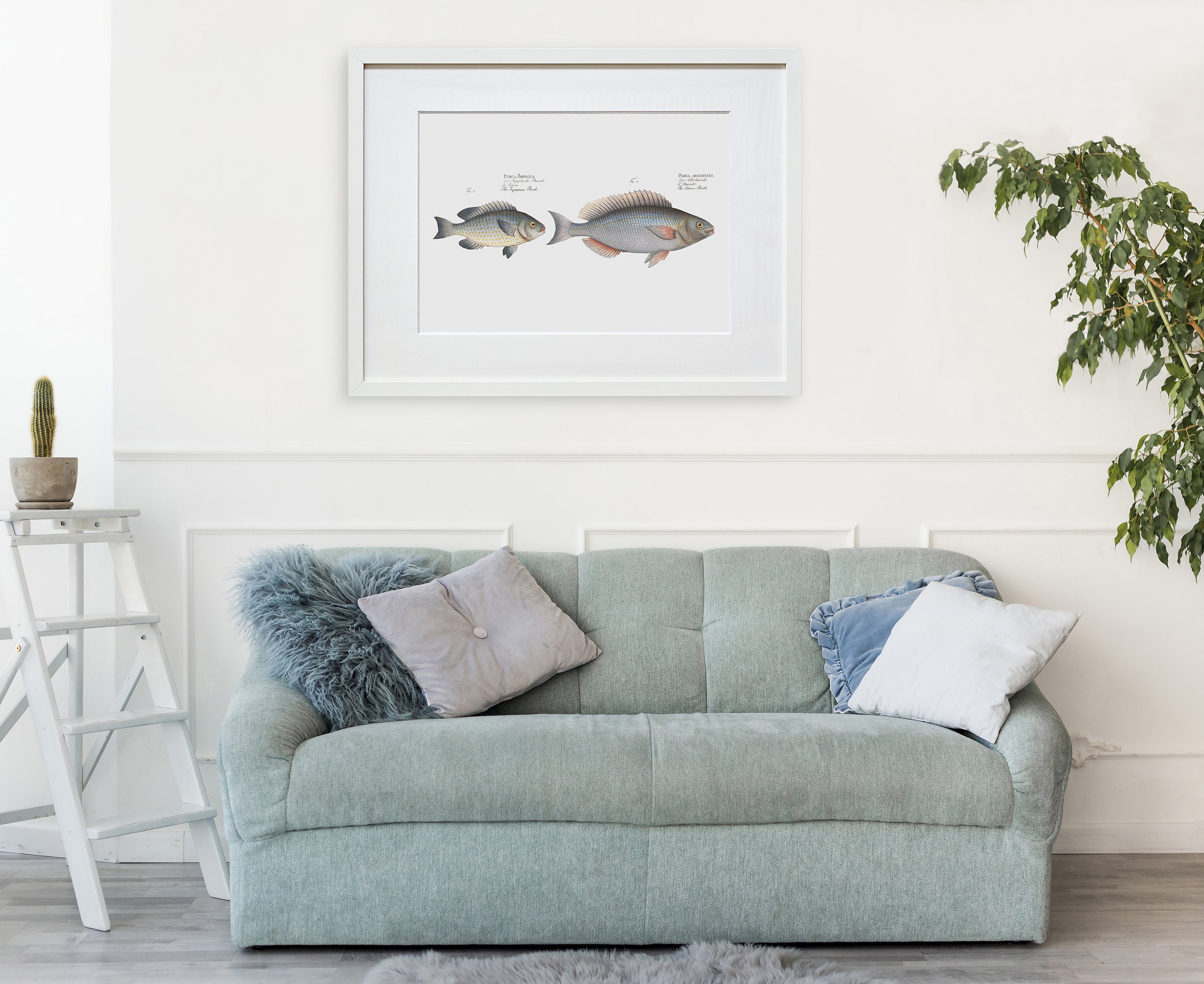 Fish Wall Art - the Silver-perch - the Japanese Perch - Fish Fine Art ...