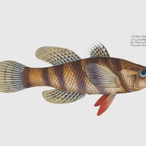 Fish Wall Art - Sciaena Macrollpidota - The Great-Scaled Umber - Fish Decor For Walls