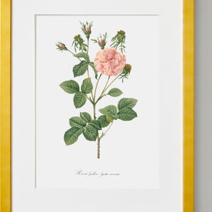 Rose Painting Rose Fine Art Print Pink Rose Pink Agatha Rosa Gallica Agatha Floral Artwork Rose Illustration image 5