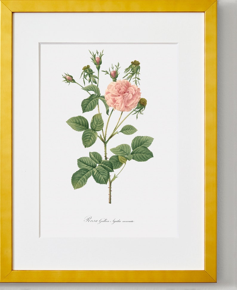 Rose Painting Rose Fine Art Print Pink Rose Pink Agatha Rosa Gallica Agatha Floral Artwork Rose Illustration image 5