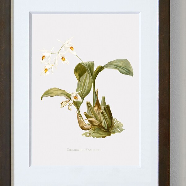 Flower Wall Pictures, Flower Wall Art Decor, Sander's Coelogyne, Floral Artwork