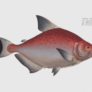 Fish Wall Art - Salmo Rhombeus - The Rhomboidal Salmon Art