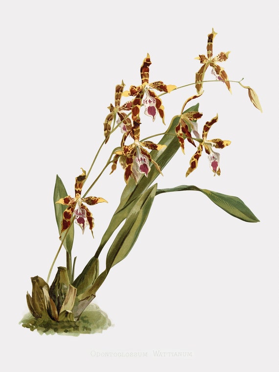 Floral Wall Art, Odontoglossum Wattianum, Orchid Art, Orchid Wall