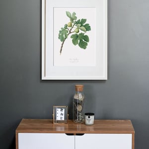 Fruit Wall Art, Fruit Wall Decor, Kitchen Canvas Wall Art, Fig Art, Fig Tree Art