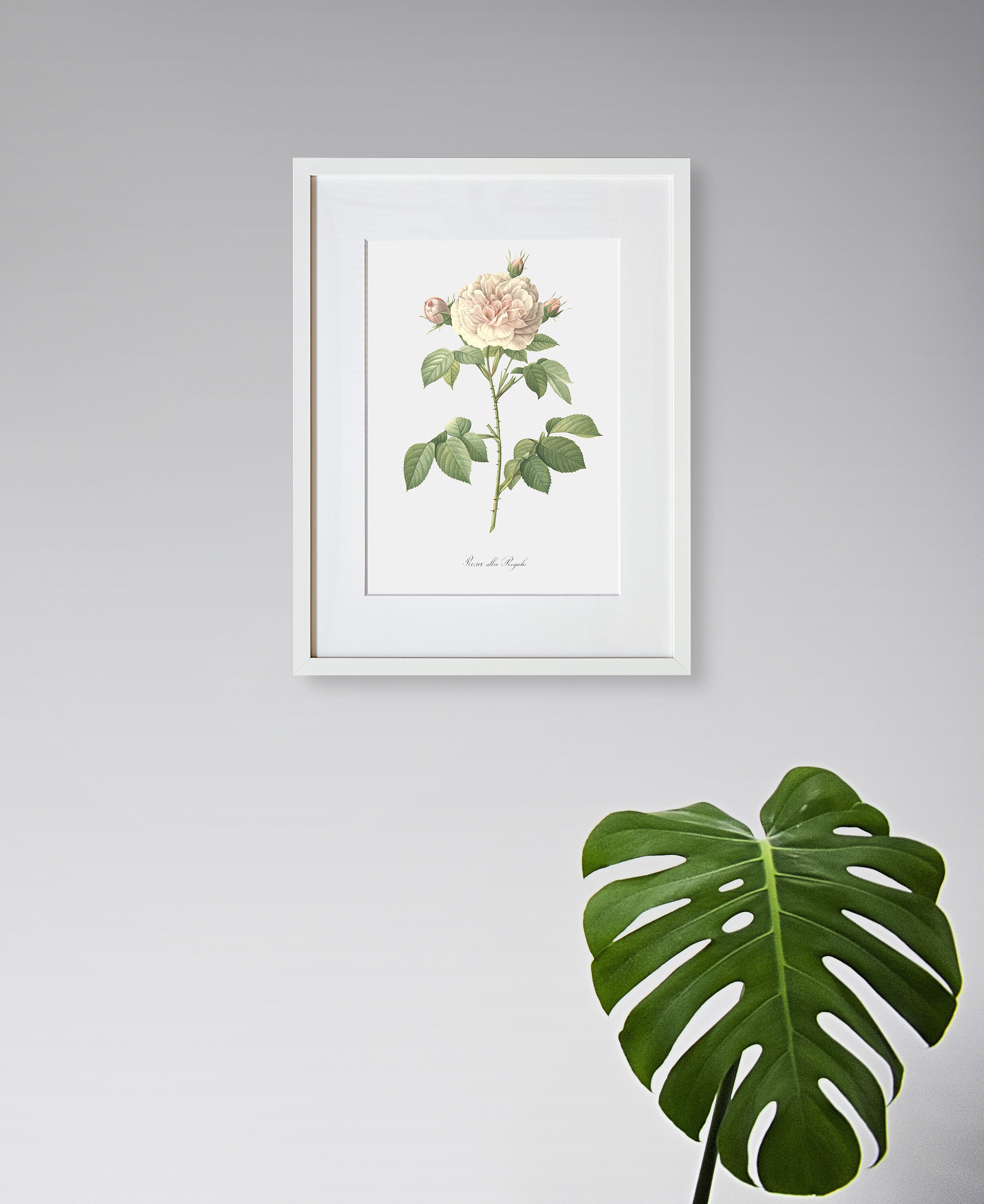 Rose Art Print - Floral Art - Great Maiden's Blush - Rosa Alba