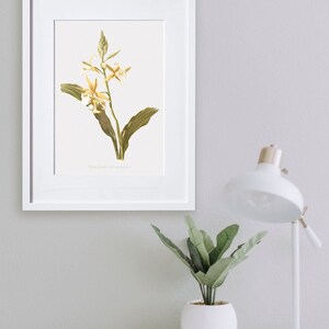 Orchid Wall Art, Orchid Art, Wall Art Floral Prints, Nun&#39;s Orchid