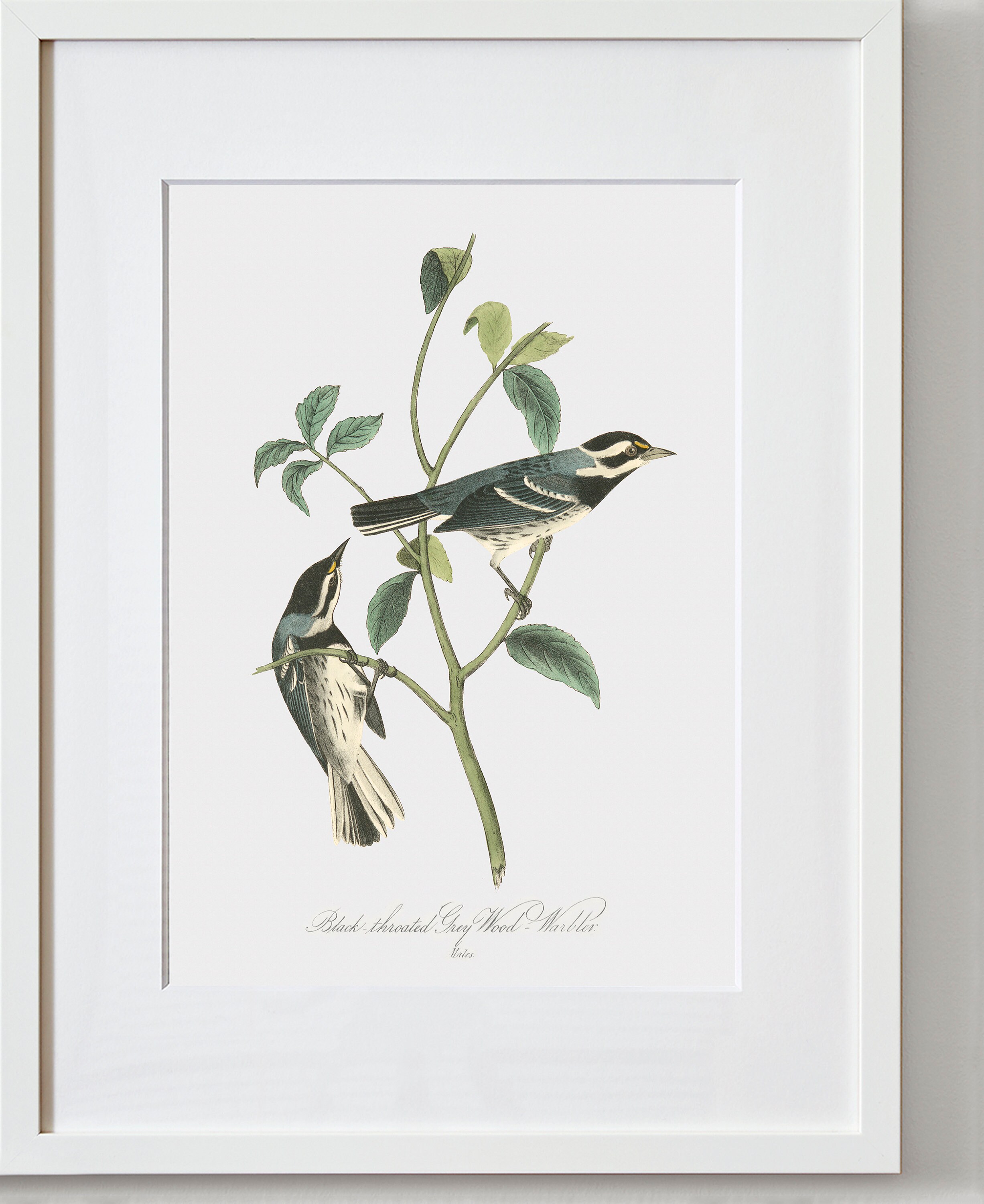 Bird Wall Art Print Framed Bird Wall Art Bird Art Prints Etsy UK