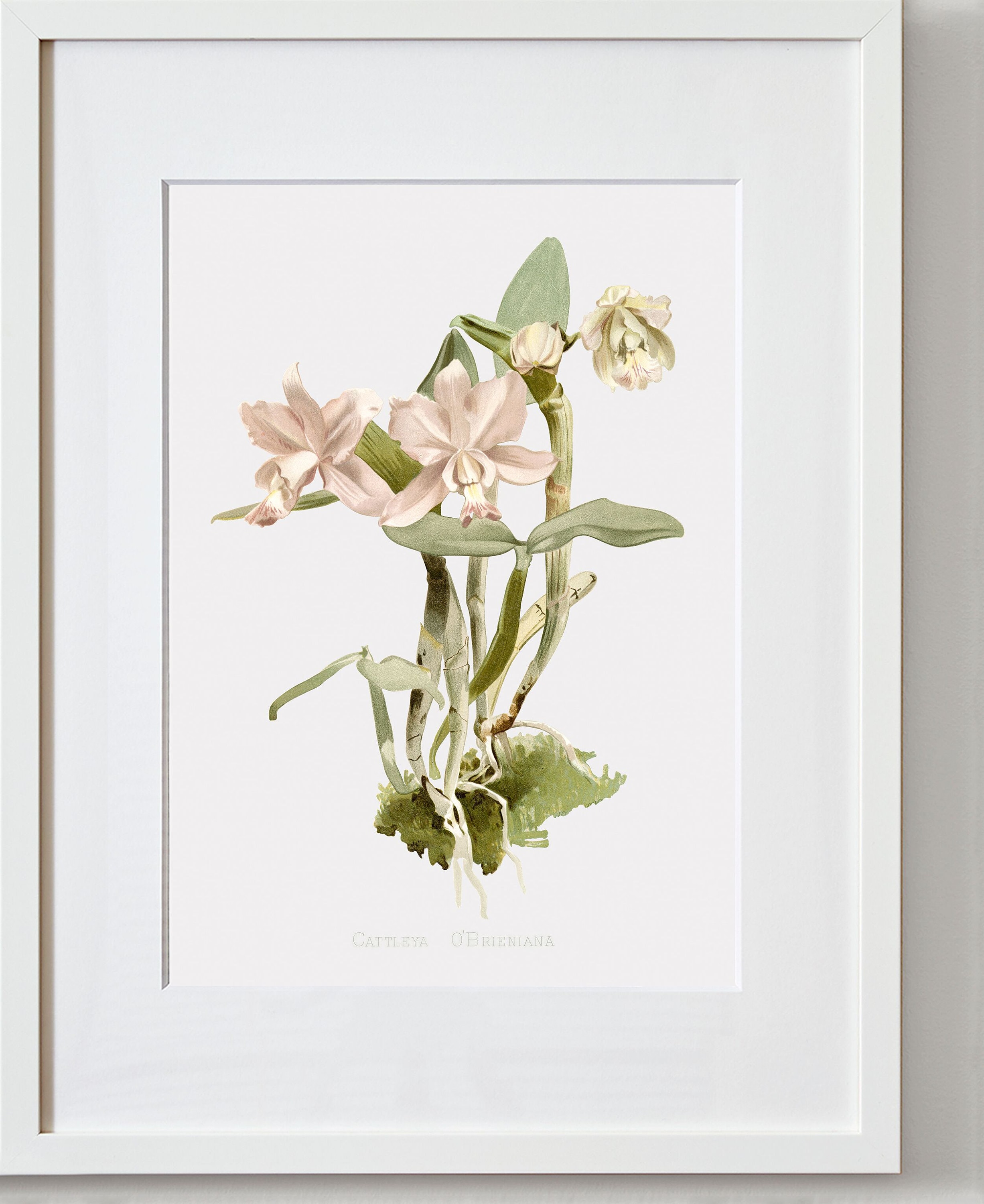 Orchid Wall Art, Framed Flower Art, Beautiful Wall Art, Deceitful