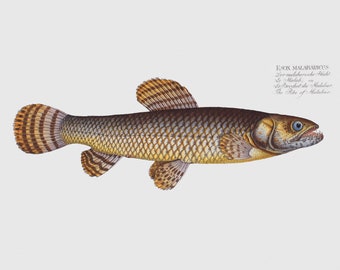 Fish Wall Art - The Pike of Malabar-Fish Wall Decor - Esox Malabaricus
