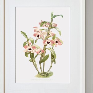 Framed Floral Wall Art, Framed Flower Art, Orchid art, Dendrobium Noile Sanderianum