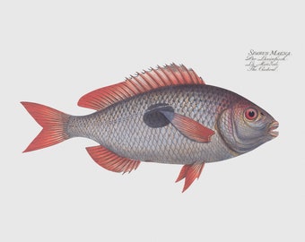 Fish Wall Art  - The Cackerel Fish Framed Art - Fish Print