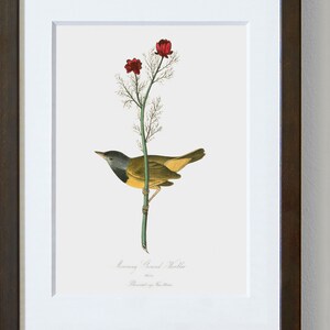 Bird Art, Framed Bird Wall Art, Bird Wall Hanging, Framed Bird Art, Mourning Ground-Warbler