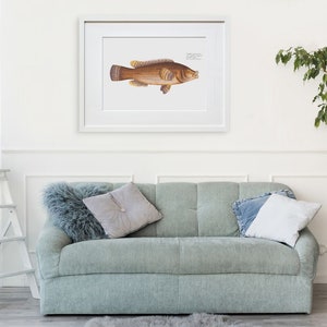 Fish Wall Art The Maculated Wrasse-Fish Wall Decor Labrus Maculatus image 7