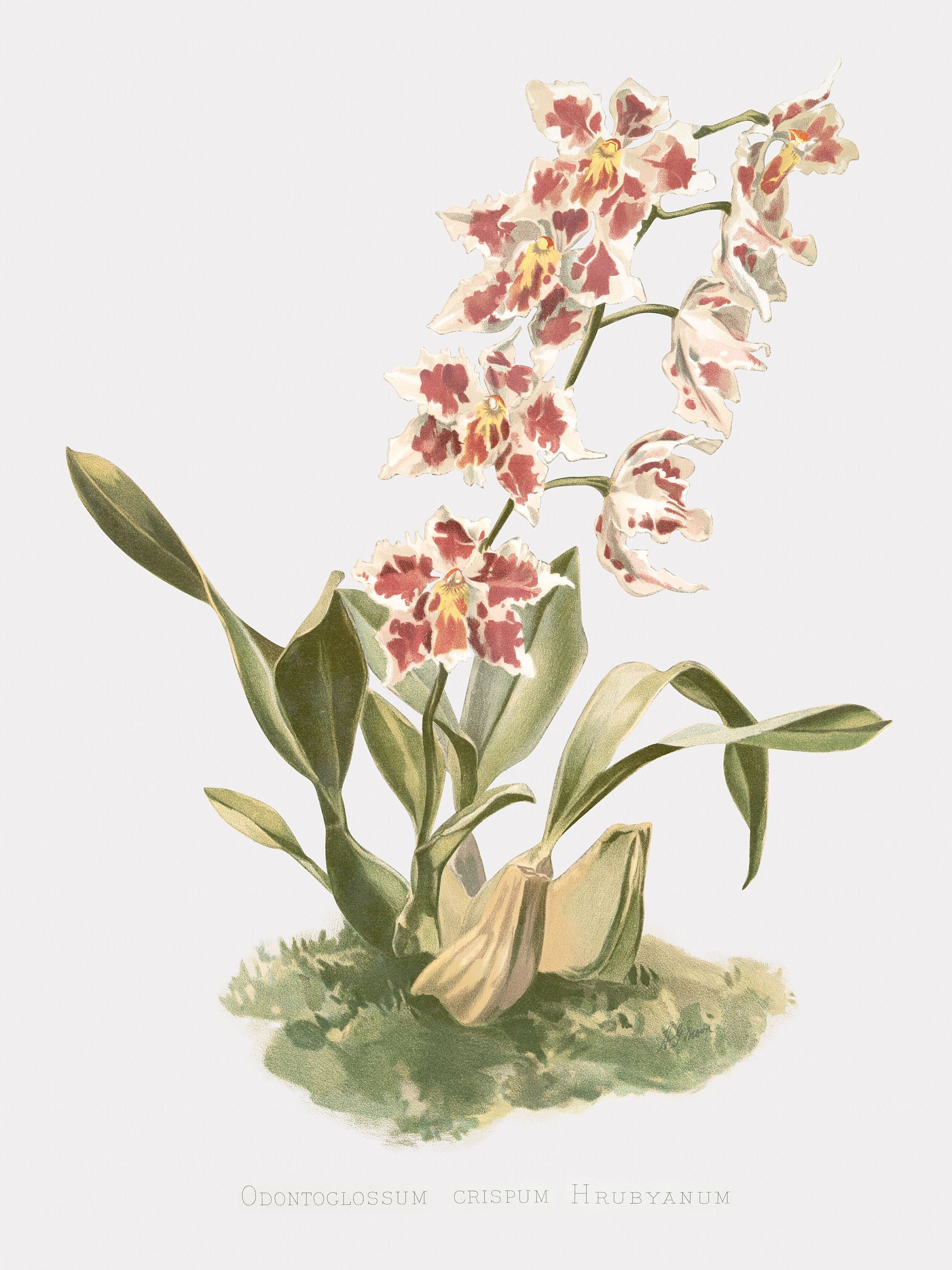 Orchid Wall Art - the Curled Odontoglossum - Floral Art Print - Etsy